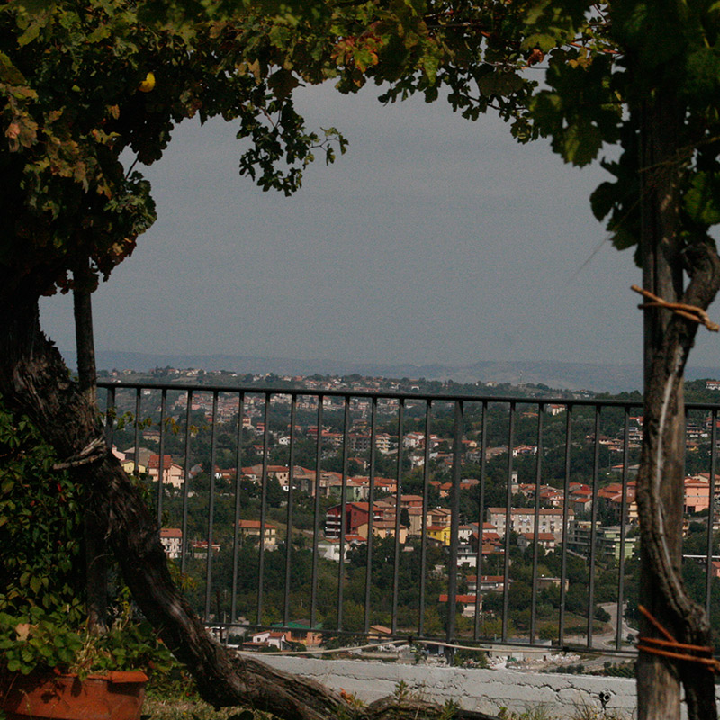 Panorama Vigna castello di Candida